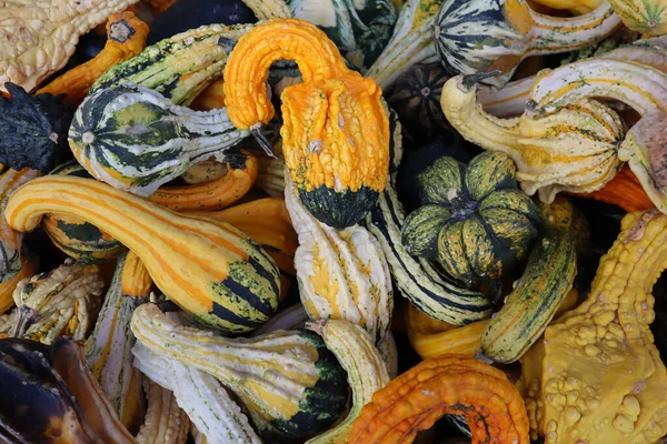 Renkli balkabağı, kabak ve kabak karışımı. Canlı sonbahar hasat geçmişi Şükran Günü, Cadılar Bayramı ve mevsimlik sonbahar süslemeleri için mükemmel..