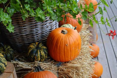 Örgü sepet ve yeşil bitkilerle samandan bir yatakta çeşitli balkabağı ve kabaklarının mevsimlik sonbahar gösterimi, Cadılar Bayramı, Şükran Günü, sonbahar dekorasyonu ve hasat temalı samimi tasarımlar için mükemmel..
