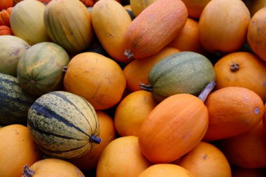 Turuncu, sarı ve yeşil renkli balkabakları kırsal bir pazarda sergilenmektedir. Sonbahar, sonbahar, Şükran Günü, Cadılar Bayramı ve mevsimsel hasat tasarımları için mükemmeldir..