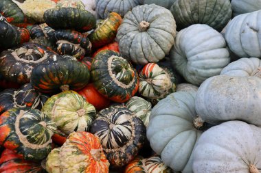 Gri-mavi Jarrahdale balkabağı ve renkli türban kabağı karışımı. Sonbahar hasadı, mevsimlik dekor, Şükran Günü, Cadılar Bayramı ve samimi sonbahar tasarımları için mükemmel. Yüksek kalite fotoğraf