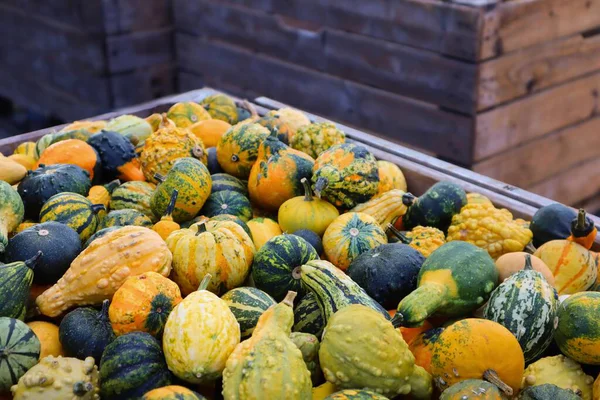 Renkli balkabakları, su kabakları ve tahta bir sandıkta kabak çeşitleri. Şükran Günü, Cadılar Bayramı ve mevsimlik çiftlik ve pazar temaları için mükemmel sonbahar hasat gösterisi. Yüksek kalite fotoğraf