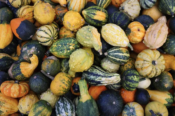 Renkli balkabağı, kabak ve kabak karışımı. Canlı sonbahar hasat geçmişi Şükran Günü, Cadılar Bayramı ve mevsimlik sonbahar süslemeleri için mükemmel..
