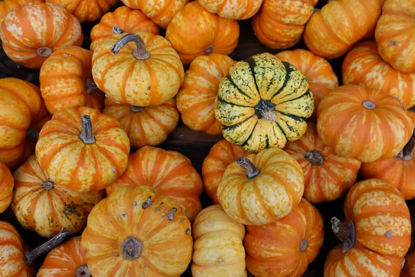 Parlak turuncu balkabağı arkaplanı sonbaharın sıcaklığını, dokularını ve cana yakın cazibesini yakalıyor. Sonbahar için mükemmel, Şükran Günü, Cadılar Bayramı, ya da hasat temalı tasarımlar
