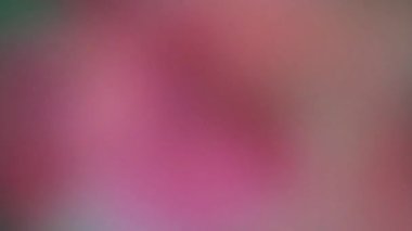 Yumuşak odak görüntüsü bulanık pembe kırmızı renkler ve ince eğimli koyu yeşil kenarlı atmosfer.