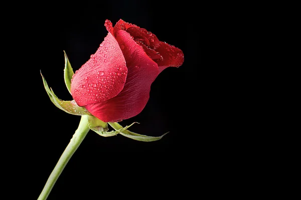 Beautiful and Fresh Red Rose Bathed in Morning Dew on a Black Background — Stock Photo, Image