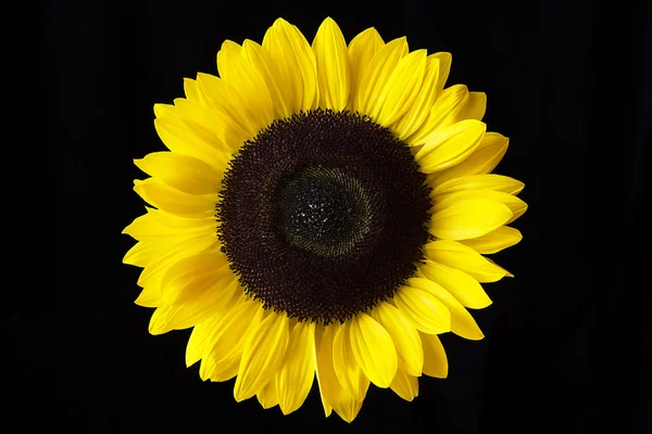 Nahaufnahme einer gelben Sonnenblume auf schwarzem Hintergrund — Stockfoto