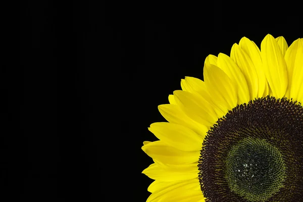 Nahaufnahme einer gelben Sonnenblume auf schwarzem Hintergrund — Stockfoto