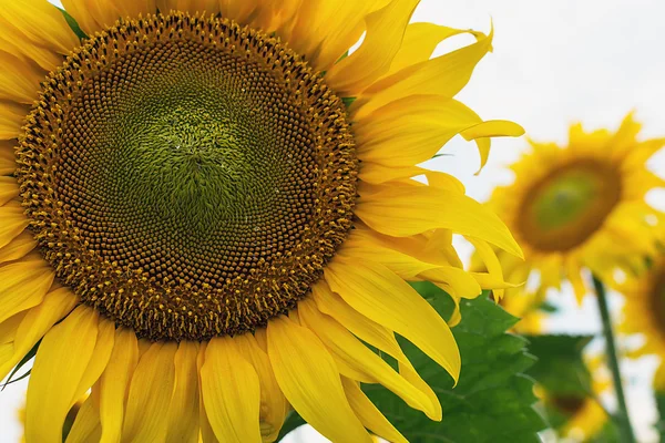 Schöne gelbe Sonnenblumen blühen auf dem Feld — Stockfoto