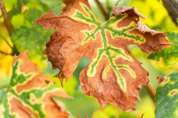Vinné listy v podzimních barvách. Vinice v podzimní sklizeň. Na podzim listy pozadí. — Stock fotografie