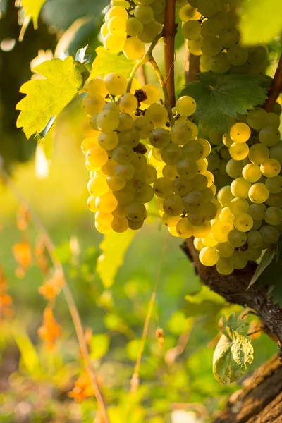 Vinhas Brancas Orgânicas no Outono. Uvas maduras penduradas de uma videira. Vinhedos ao pôr do sol na colheita de outono . — Fotografia de Stock