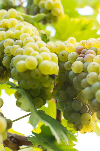 Органический белый виноград осенью. Спелые виноград висят с виноградной лозы. Виноградники на закате осенней жатвы . — стоковое фото