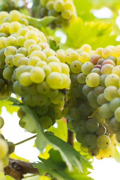 Vinhas Brancas Orgânicas no Outono. Uvas maduras penduradas de uma videira. Vinhedos ao pôr do sol na colheita de outono . — Fotografia de Stock