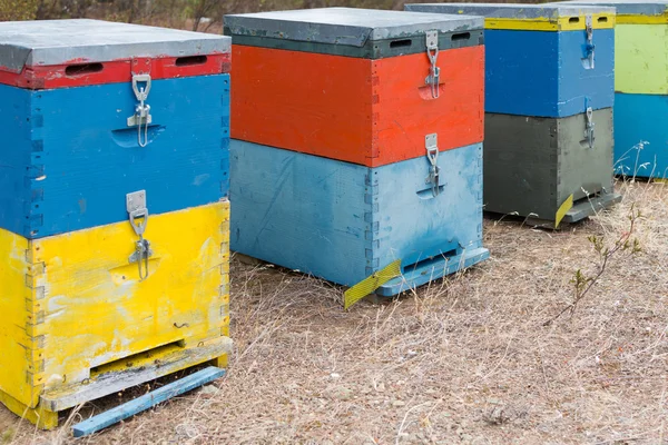 Colmenas de abejas junto a un bosque de pinos en verano. Colmenas de miel de madera en el prado. Fila de coloridas colmenas de abejas con árboles en el fondo . — Foto de Stock