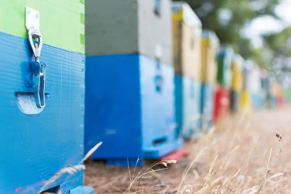 Row of Colorful Bee Hives With Trees in the Background. Bee Hives Next to a Pine Forest in Summer. Wooden Honey Beehives in the Meadow. Selective Focus. — Stock Photo, Image