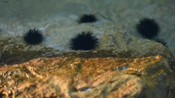 Sjöborrar på klippan i havet — Stockvideo