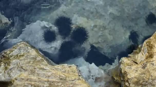 Oursins de mer sur le rocher dans la mer — Video