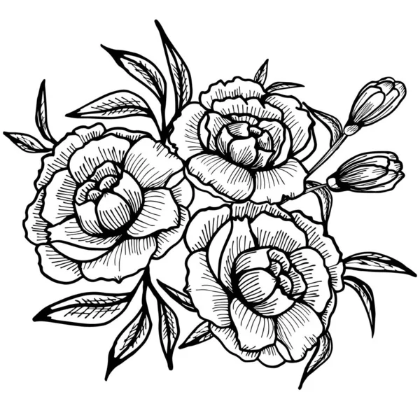 Pivoine fleurs dessin et croquis avec line art sur fond blanc. — Image vectorielle