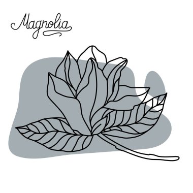 Manolya çiçeği. Manolya 'nın grafiksel el çizimleri. Magnolia çiçeği çizimi ve çizim çizimi.