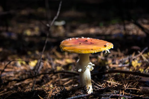 Funghi nel bosco — Foto Stock