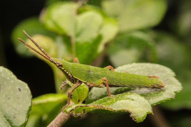 Üzerindeki yeşil yaprak yeşil çekirge