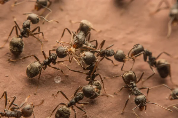 Black ants are spoiling food. — Stock Photo, Image