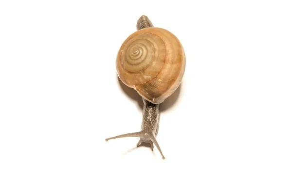 Slak geïsoleerd op wit, schieten de dieren van dichtbij. — Stockfoto