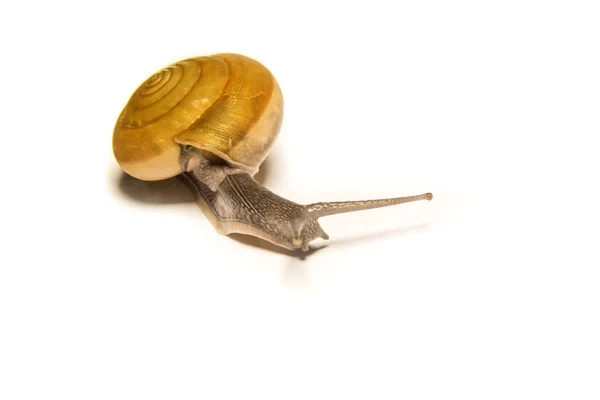 Slak geïsoleerd op wit, schieten de dieren van dichtbij. — Stockfoto