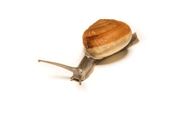 Snail isolated on white, shooting animals at close range. — Stock Photo, Image