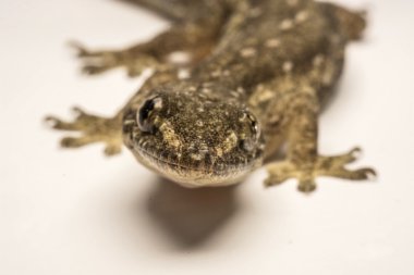 Yakın, ev kertenkele, Tayland.