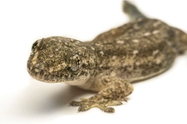 Yakın, ev kertenkele, Tayland.