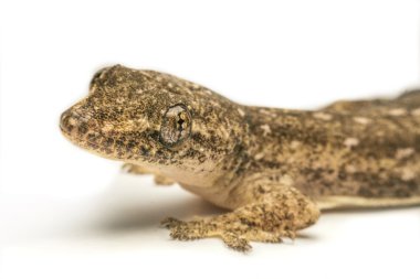 Yakın, ev kertenkele, Tayland.