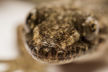 Yakın, ev kertenkele, Tayland.