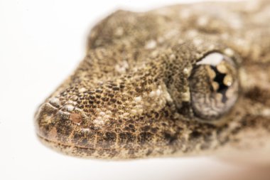 Yakın, ev kertenkele, Tayland.