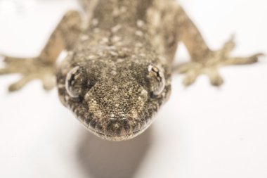 Yakın, ev kertenkele, Tayland.