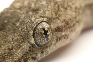 Yakın, ev kertenkele, Tayland.