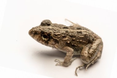 Kurbağalar beyaz arka plan, yakın çekim, makro Fotoğraflar