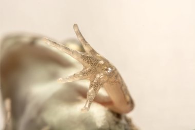 Kurbağalar beyaz arka plan, yakın çekim, makro Fotoğraflar