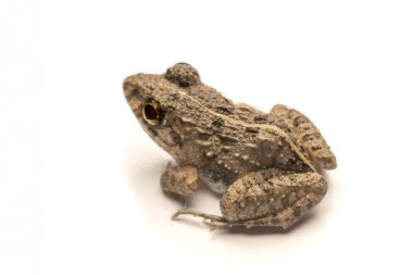 Kurbağalar beyaz arka plan, yakın çekim, makro Fotoğraflar