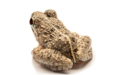 Kurbağalar beyaz arka plan, yakın çekim, makro Fotoğraflar