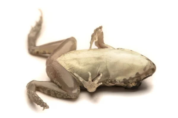 Frogs white background, Close-up, macro photos — Stock Photo, Image