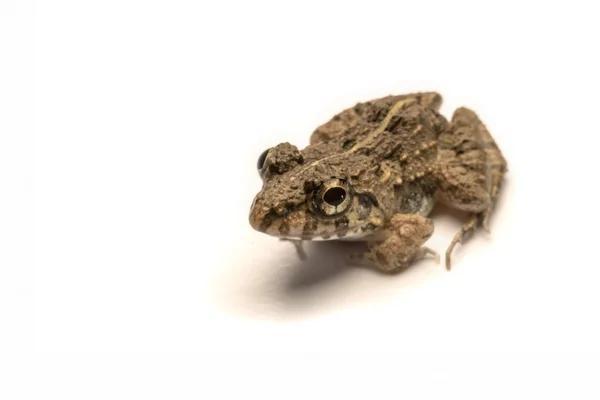 Frogs white background, Close-up, macro photos — Stock Photo, Image