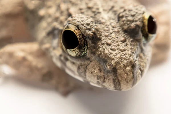 Žáby bílé pozadí, detail, makro fotografie — Stock fotografie