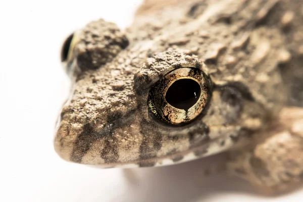 Žáby bílé pozadí, detail, makro fotografie — Stock fotografie