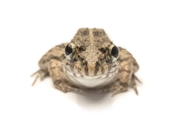 青蛙白色背景，特写，宏的照片 — 图库照片