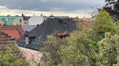 İsveç 'in başkenti Helsingborg' da yetiştirilmiş çiçek yatakları ve çeşitli bitkilerin yer aldığı şehir parkındaki tel örgülerin üst raylarında gezinen kırmızı sincap..