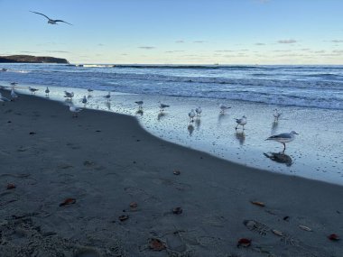 Polonya Sopot 'ta martılar plajda ve rıhtımda