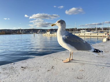 Sopot Sahili sahnesinde Baltık Denizi 'ne uzanan ikonik ahşap iskele, kumlu sahil, dalgalar ve Gdansk Körfezi' ndeki bir Polonya tatil köyü manzarası var..