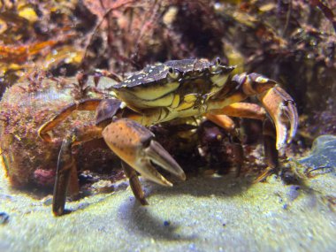 Close-up underwater image of crab highlighting large claws segmented legs armored carapace stalked eyes mouthparts antennae and surrounding tank rocks plants illuminated water.