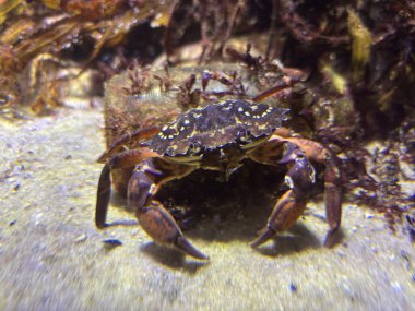Close-up underwater image of crab highlighting large claws segmented legs armored carapace stalked eyes mouthparts antennae and surrounding tank rocks plants illuminated water.