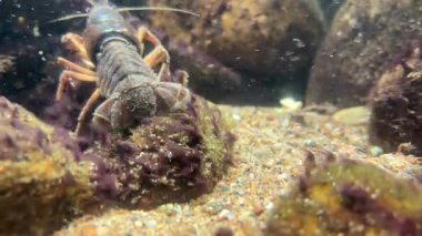 Akvaryumdaki bir kerevitin yakın çekimi, kıskaçları, kabukları, bacakları ve su altı detaylarını gösteriyor, İskoçya 'daki deniz yaratığını vurguluyor..